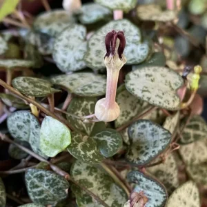 Green String of Hearts Live Plant - Trailing Succulent, 4 inch Pot - Image 6