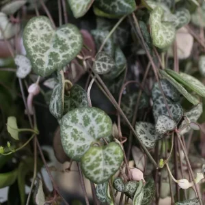 Green String of Hearts Live Plant - Trailing Succulent, Sweetheart Vine, 6