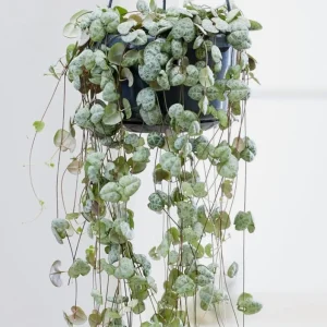 Green String of Hearts Live Plant - Trailing Succulent, 4 inch Pot - Image 7