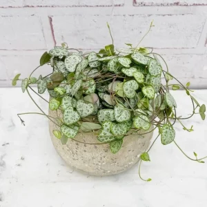 Green String of Hearts Live Plant - Trailing Succulent, Sweetheart Vine, 6