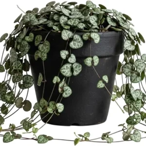 Green String of Hearts Live Plant - Trailing Succulent, 4 inch Pot - Image 1