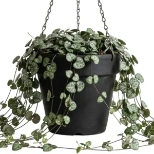 Green String of Hearts Live Plant - Trailing Succulent, Sweetheart Vine, 6" Pot for Indoor Decor - Image 1