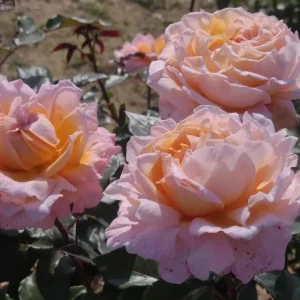 Großherzogin Luise Rose Live Plant - Fragrant Yellow Hybrid, 100 cm Tall - Image 6