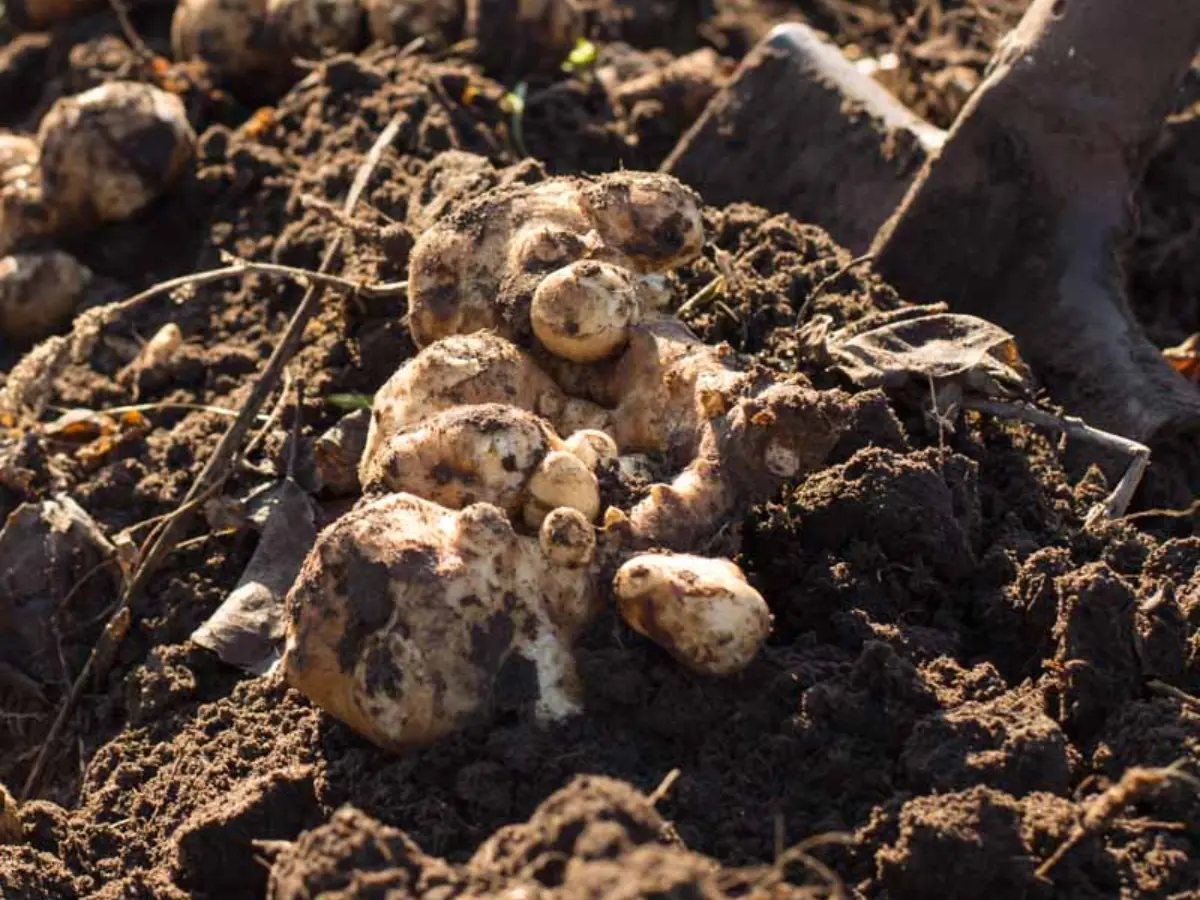 Harvesting Jerusalem Artichoke