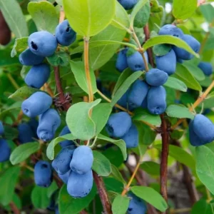 Haskap Berry Live Plant - Cold Hardy Blue Honeysuckle Bush 6-12