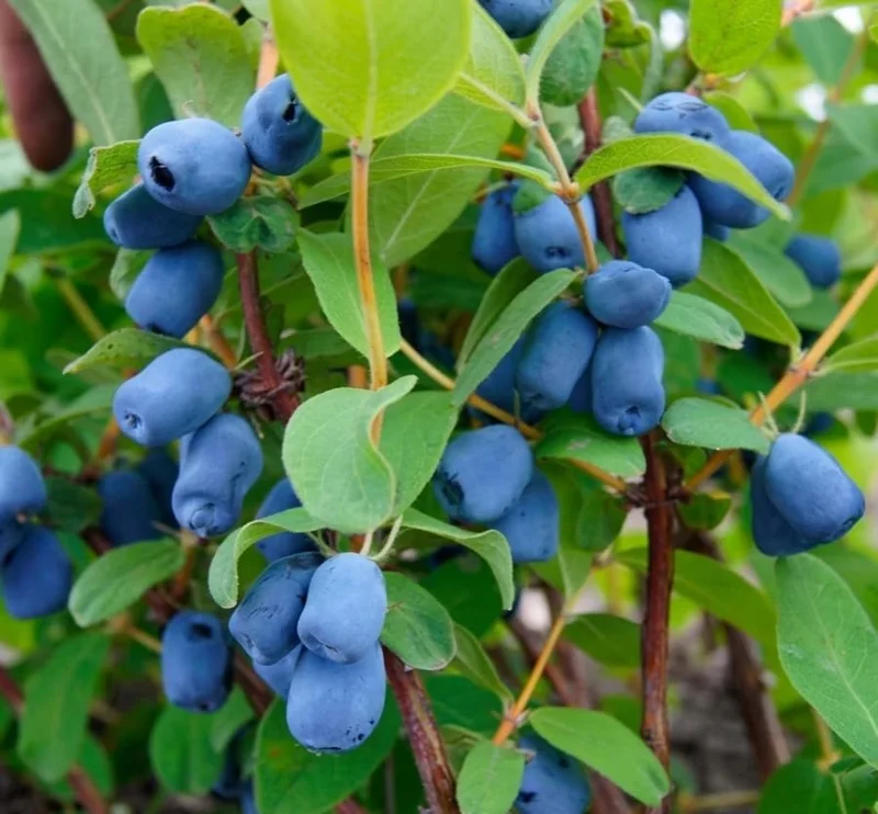 Haskap Berry Live Plant - Cold Hardy Blue Honeysuckle Bush, 6-12" Tall, Dormant Bare Root - Image 4