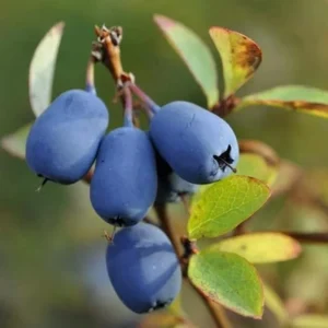 Haskap Berry Live Plant - Cold Hardy Blue Honeysuckle Bush 6-12