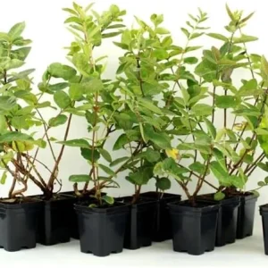 Haskap Berry Live Plant - Cold Hardy Blue Honeysuckle Bush 6-12