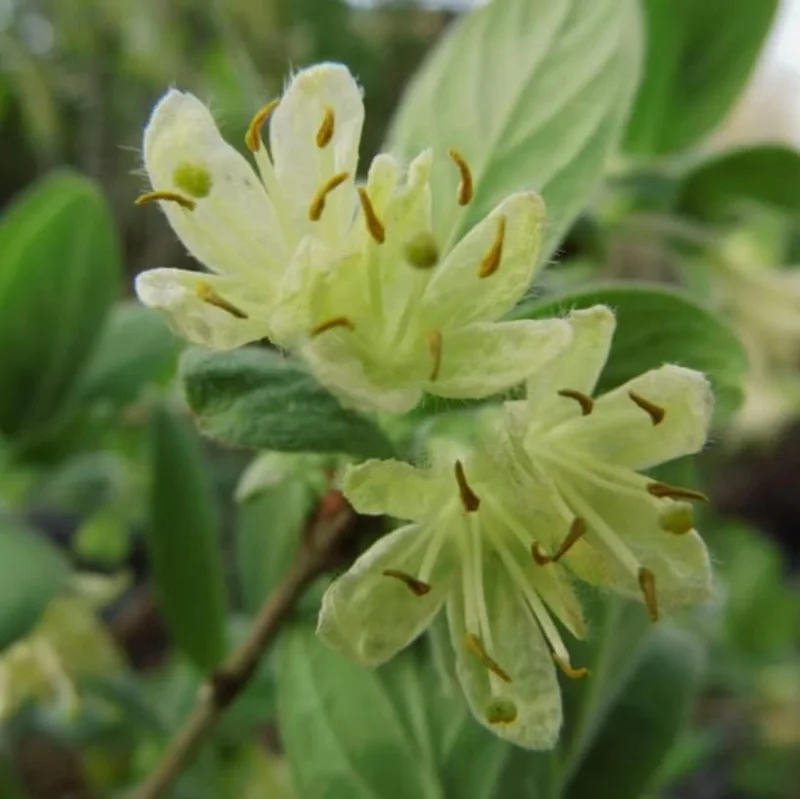 Haskap Berry Live Plant - Cold Hardy Blue Honeysuckle Bush, 6-12" Tall, Dormant Bare Root - Image 6