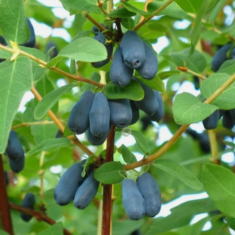 Haskap Berry Live Plant - Cold Hardy Blue Honeysuckle Bush, 6-12" Tall, Dormant Bare Root - Image 7