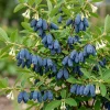 Haskap Berry Live Plant - Cold Hardy Blue Honeysuckle Bush, 6-12" Tall, Dormant Bare Root - Image 1