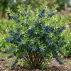 Haskap Berry Live Plant - Cold Hardy Blue Honeysuckle Bush 6-12" Tall - USDA Zones 3-8 - Image 1