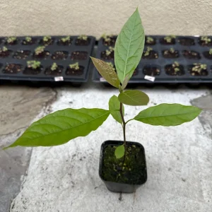 Hass Avocado Tree – Live Fruit Plant – 1ft Tall – Outdoor Growing - Image 2