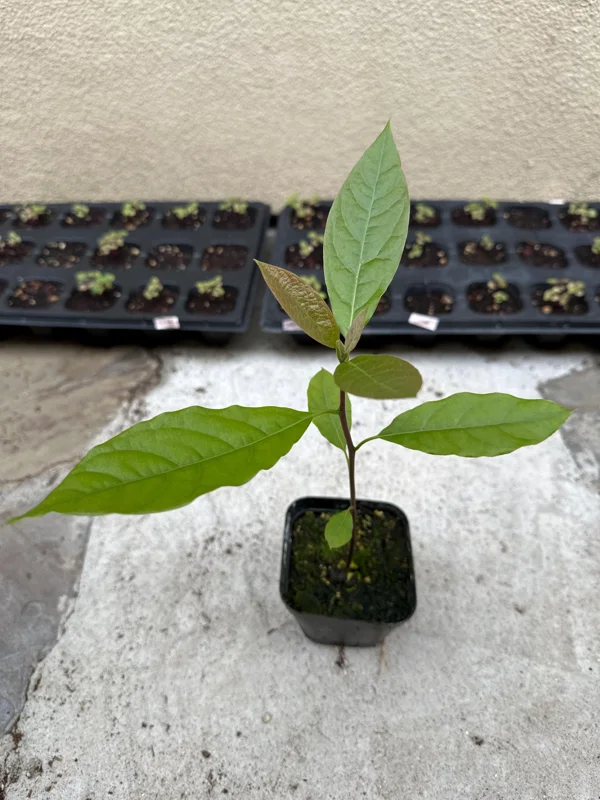 Hass Avocado Tree – Live Fruit Plant – 1ft Tall – Outdoor Growing - Image 2