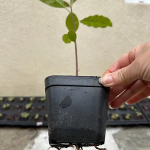 Hass Avocado Tree – Live Fruit Plant – 1ft Tall – Outdoor Growing - Image 3