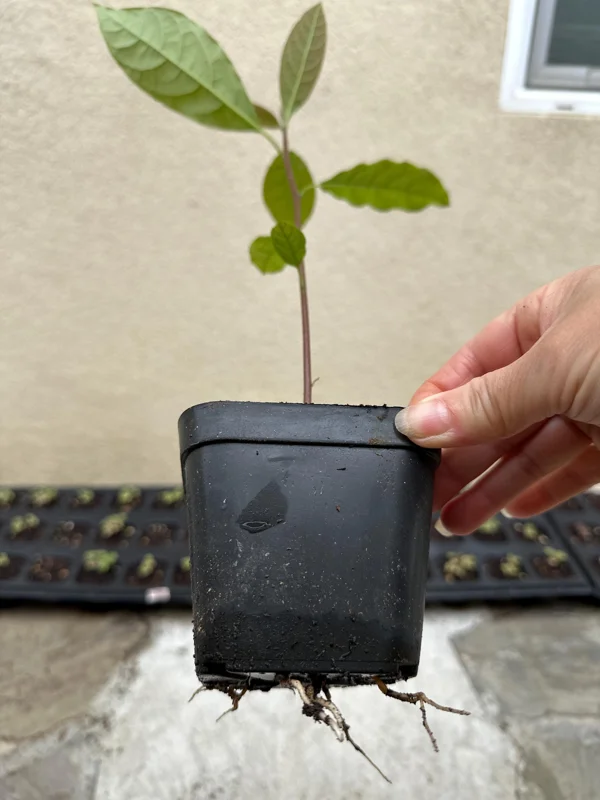 Hass Avocado Tree – Live Fruit Plant – 1ft Tall – Outdoor Growing - Image 3