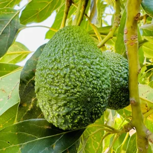 Hass Avocado Tree – Live Fruit Plant – 1ft Tall – Outdoor Growing - Image 4