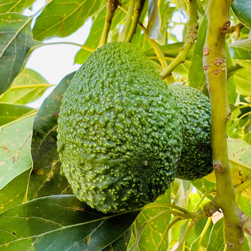 Hass Avocado Tree – Live Fruit Plant – 1ft Tall – Outdoor Growing - Image 4