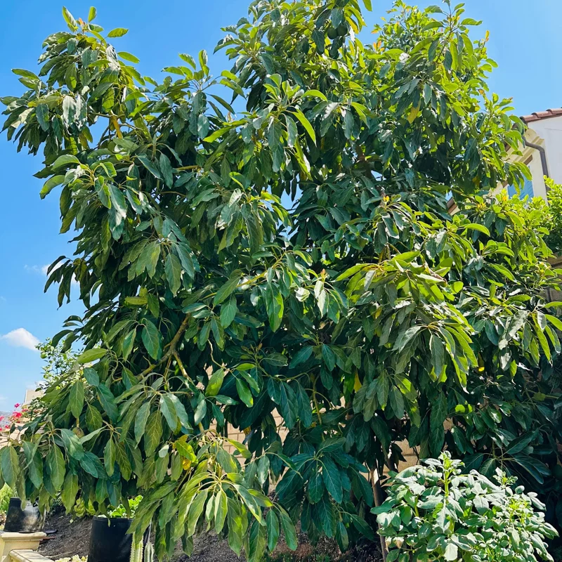 Hass Avocado Tree – Live Fruit Plant – 1ft Tall – Outdoor Growing - Image 5