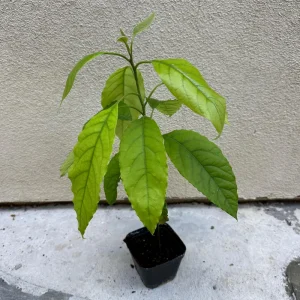 Hass Avocado Tree – Live Fruit Plant – 1ft Tall – Outdoor Growing - Image 6