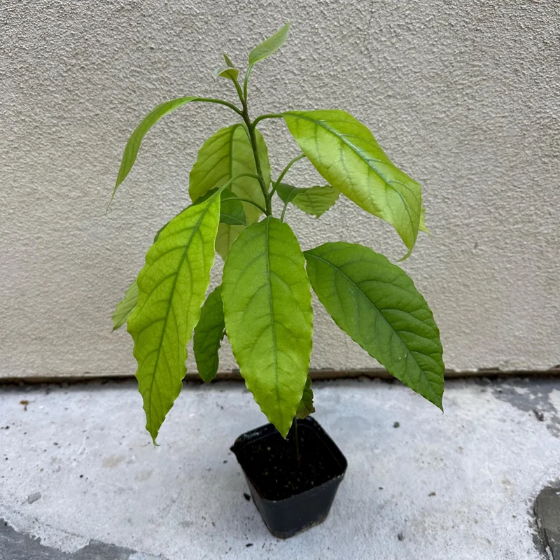 Hass Avocado Tree – Live Fruit Plant – 1ft Tall – Outdoor Growing - Image 6
