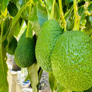 Hass Avocado Tree – Live Fruit Plant – 1ft Tall – Outdoor Growing - Image 1
