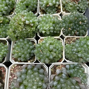 Haworthia Cooperi Live Succulent Plant - 2 inch Potted - Indoor - Image 2