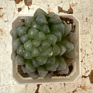 Haworthia Cooperi Live Succulent Plant - 2 inch Potted - Indoor - Image 3