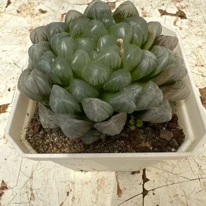 Haworthia Cooperi Live Succulent Plant - 2 inch Potted - Indoor - Image 4