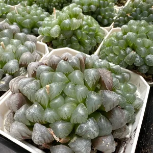 Haworthia Cooperi Live Succulent Plant - 2 inch Potted - Indoor - Image 5