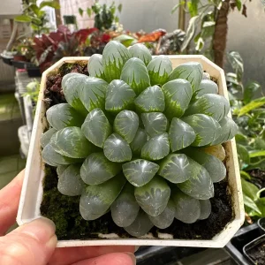 Haworthia Cooperi Live Succulent Plant - 2 inch Potted - Indoor - Image 1