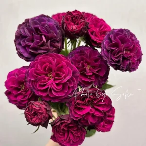 Hiraku Rose Live Plant - Blue-Purple Cupped Blooms, Repeat Flowering Shrub - Image 2