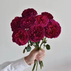 Hiraku Rose Live Plant - Blue-Purple Cupped Blooms, Repeat Flowering Shrub - Image 3