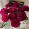 Hiraku Rose Live Plant - Blue-Purple Cupped Blooms, Repeat Flowering Shrub - Image 1