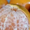 Honey Tangerine Seeds - 5 Pack - Sweet Citrus Fruit Tree Seeds for Outdoor Growing - Image 1
