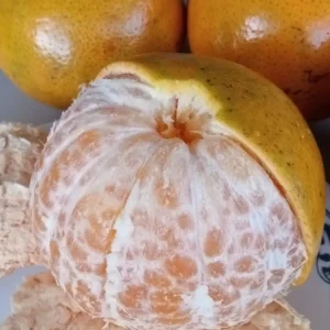 Honey Tangerine Seeds - 5 Pack - Sweet Citrus Fruit Tree Seeds for Outdoor Growing - Image 2