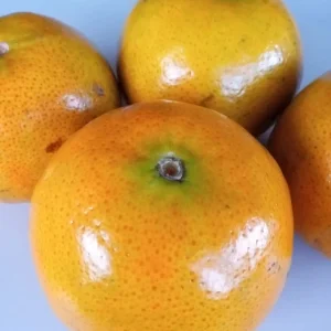 Honey Tangerine Seeds - 5 Pack - Sweet Citrus Fruit Tree Seeds for Outdoor Growing - Image 3