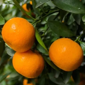 Honey Tangerine Seeds - 5 Pack - Sweet Citrus Fruit Tree Seeds for Outdoor Growing - Image 6