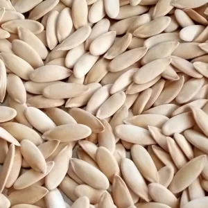 Honeydew Melon Seeds - 50+ Organic Fruit Seeds - Easy to Grow Outdoor Vines - Image 4