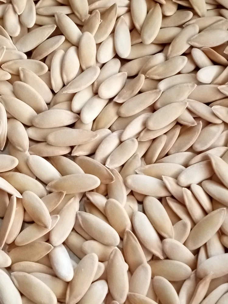 Honeydew Melon Seeds - 50+ Organic Fruit Seeds - Easy to Grow Outdoor Vines - Image 4