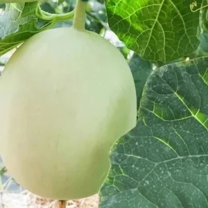 Honeydew Melon Seeds - 50+ Organic Fruit Seeds - Easy to Grow Outdoor Vines - Image 1