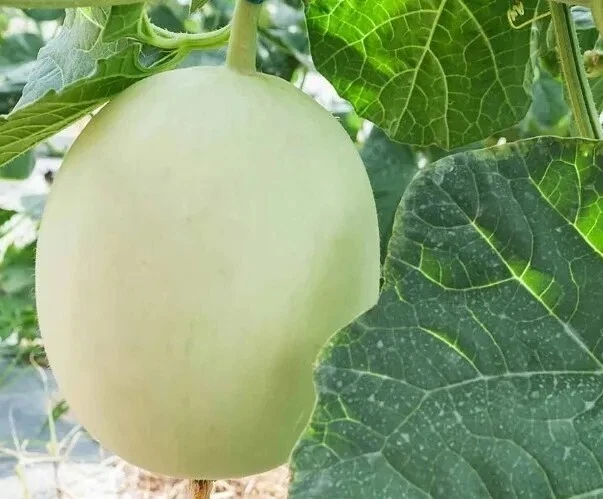 Honeydew Melon Seeds - 50+ Organic Fruit Seeds - Easy to Grow Outdoor Vines - Image 1