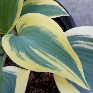 Hosta Autumn Frost Plantain Lily Variegated Perennial – 1 Live Bare Root Plant Outdoor - Image 2