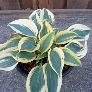 Hosta Autumn Frost Plantain Lily Variegated Perennial – 1 Live Bare Root Plant Outdoor - Image 3