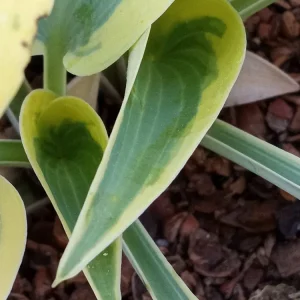 Hosta Autumn Frost Plantain Lily Variegated Perennial – 1 Live Bare Root Plant Outdoor - Image 4