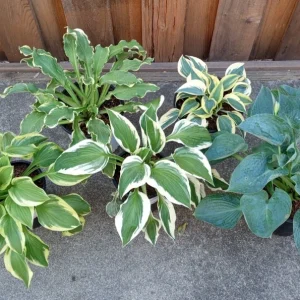 Hosta Autumn Frost Plantain Lily Variegated Perennial – 1 Live Bare Root Plant Outdoor - Image 5