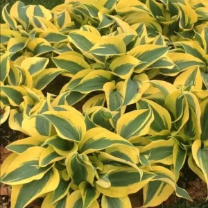 Hosta Autumn Frost Plantain Lily Variegated Perennial – 1 Live Bare Root Plant Outdoor - Image 6