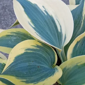 Hosta Autumn Frost Plantain Lily Variegated Perennial – 1 Live Bare Root Plant Outdoor - Image 1