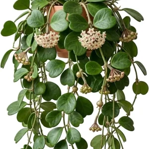 Hoya Kerrii Heart Live Plant - Sweetheart Hoya, Waxflower Vine Tropical, 2 inch Pot - Image 1