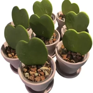 Hoya Kerrii Heart Live Plant - Sweetheart Hoya, Waxflower Vine Tropical, 2 inch Pot - Image 2